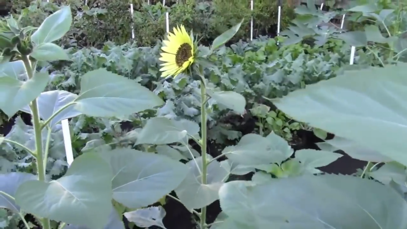 Video of Urban Farming in JackPots